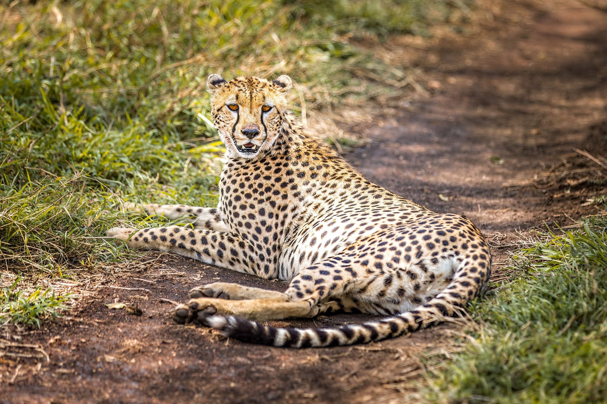 A cheetah lying on a dirt track